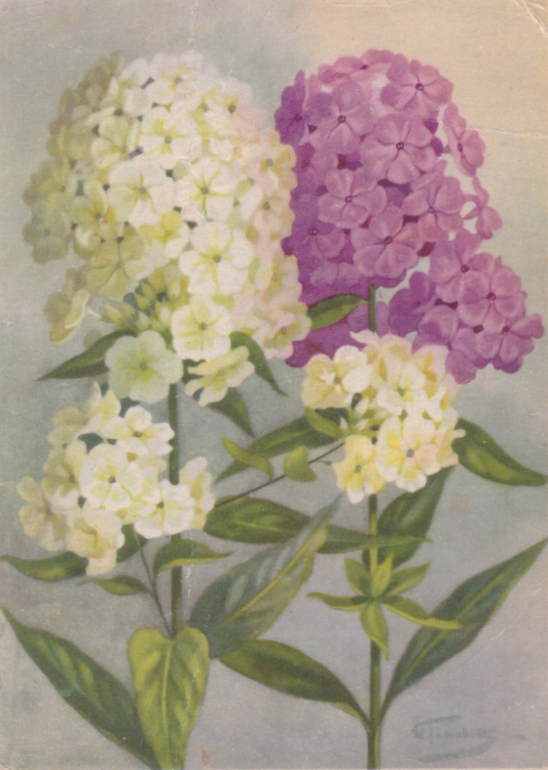 Серия Цветы нашей Родины Флоксы 1965г