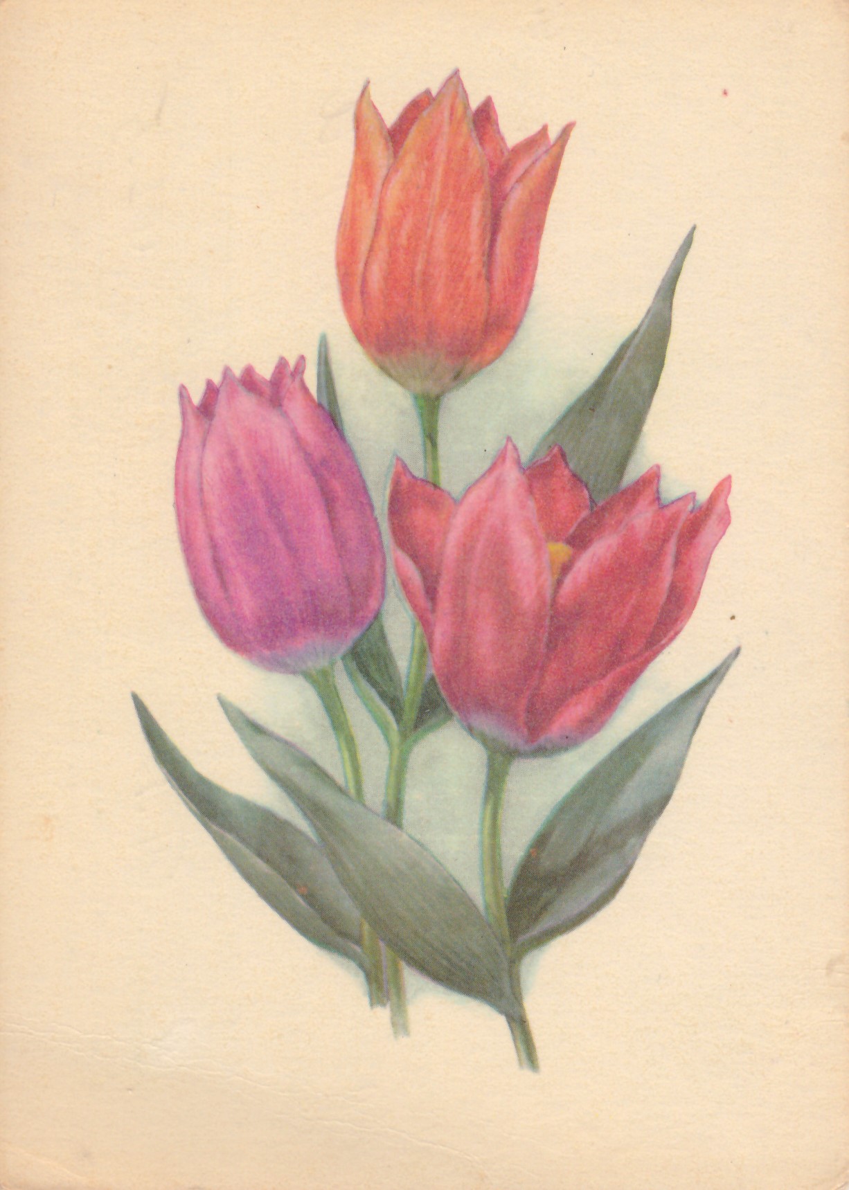 Тюльпаны Союзпечать 1973 год.