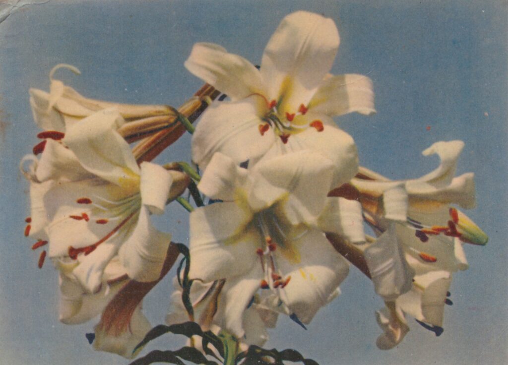 изображение цветов лилии белые фото 1962