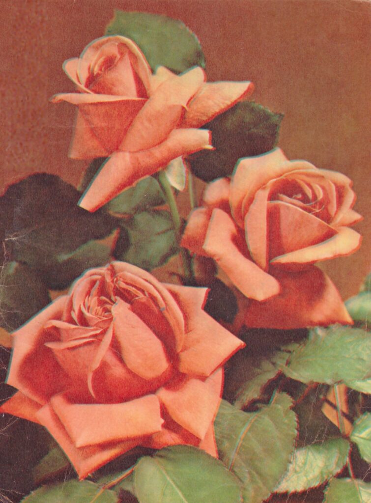 изображение цветов розы букет 19--