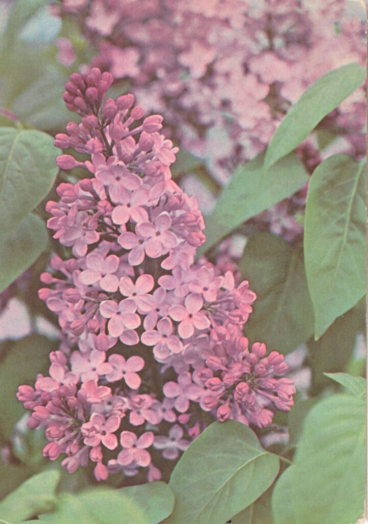 изображение цветов сирень листья 1974
