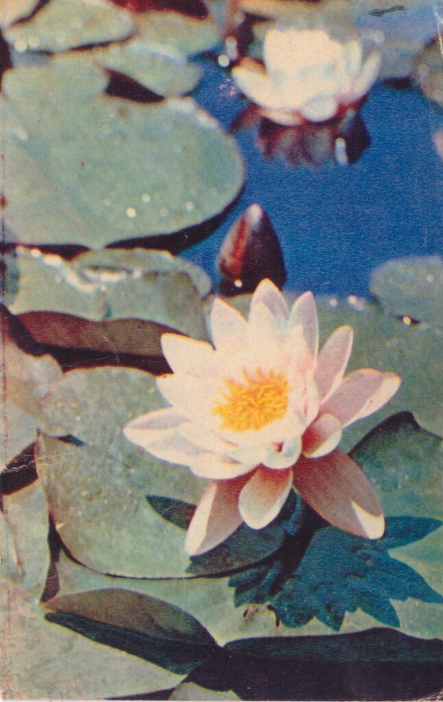 изображение цветов водяная лилия 1968