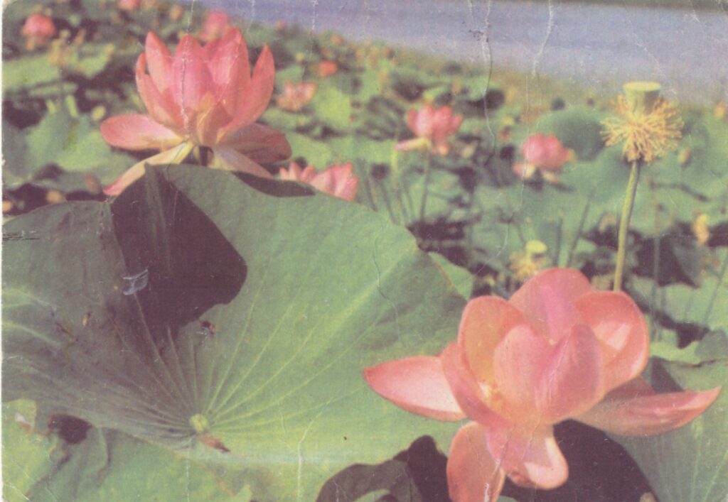 красивые открытки лотос на воде 1968