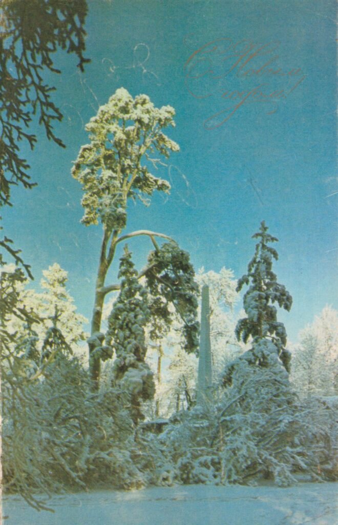 фото сосна заснеженный лес 1977